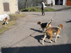 chien